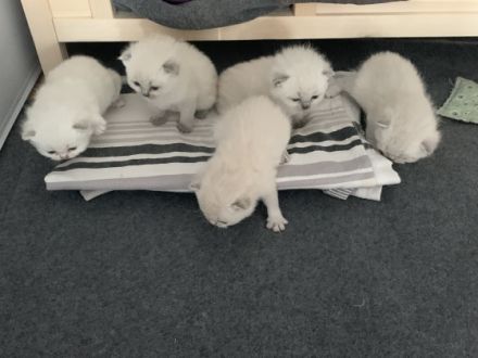 Unsere Katzen Mama hat am 13.02.2022 sechs gesunde