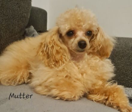 4 wunderschöne Toypudel Welpen (alle Rüden) suchen ein