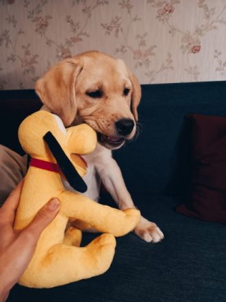 Hallo zusammen, wir verkaufen unsere Hündin. Sie ist am