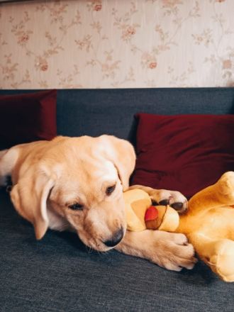 Hallo zusammen, wir verkaufen unsere Hündin. Sie ist am