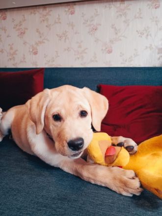 Hallo zusammen, wir verkaufen unsere Hündin. Sie ist am