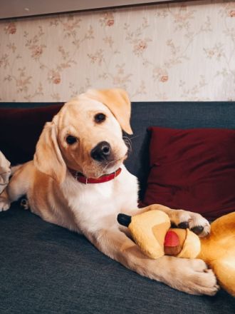 Hallo zusammen, wir verkaufen unsere Hündin. Sie ist am