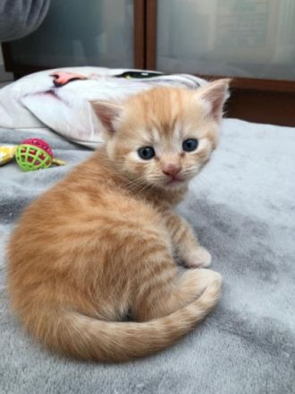 Hallo, liebe zukünftige Familie. Unsere Amerikanische