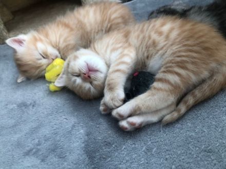 Hallo, liebe zukünftige Familie. Unsere Amerikanische