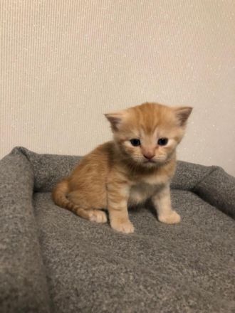 Hallo, liebe zukünftige Familie. Unsere Amerikanische