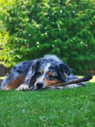 Gebe nach langen Überlegen meinen Australian Shepherd