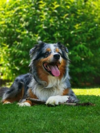Gebe nach langen Überlegen meinen Australian Shepherd