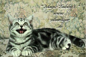 BKH Kätzchen "Winnie und Will" silbertabby-spotted und