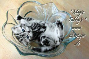 BKH Kätzchen "Winnie und Will" silbertabby-spotted und