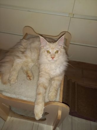 Mein letzter wunderschöner Maine Coon Kitten Kater