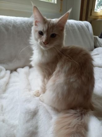 Mein letzter wunderschöner Maine Coon Kitten Kater