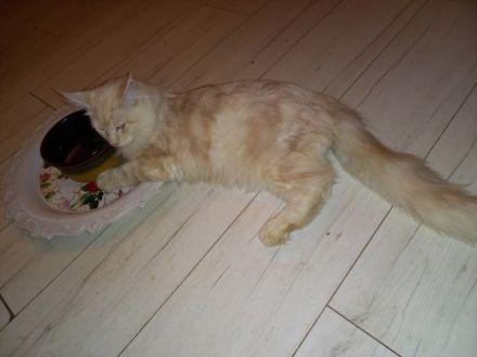 Mein letzter wunderschöner Maine Coon Kitten Kater