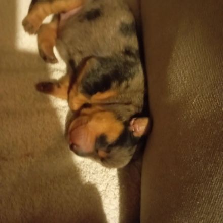 Hallöchen wir sind Zucker süße Dackelmädchen suchen ab