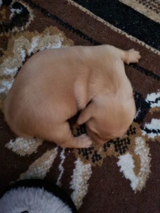 Hallöchen wir sind Zucker süße Dackelmädchen suchen ab