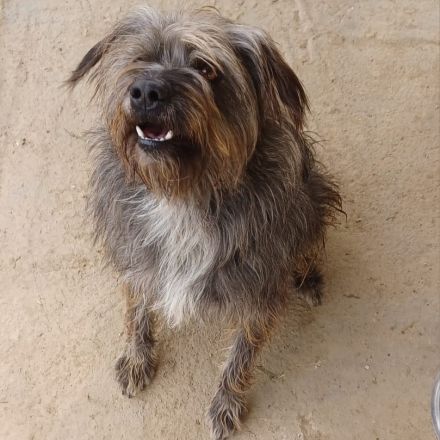 Rüde Bruno / kastriert / derzeit noch in Griechenland