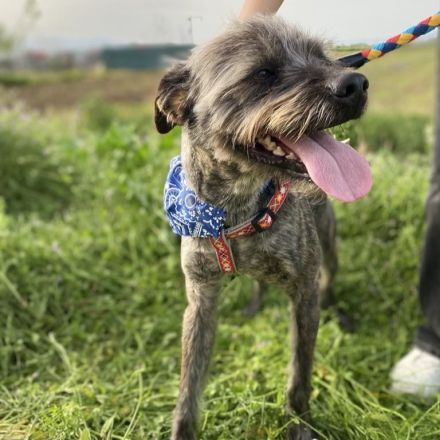 Rüde Bruno / kastriert / derzeit noch in Griechenland