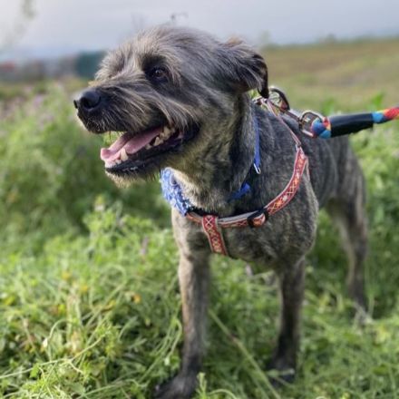 Rüde Bruno / kastriert / derzeit noch in Griechenland