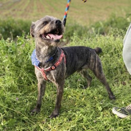 Rüde Bruno / kastriert / derzeit noch in Griechenland