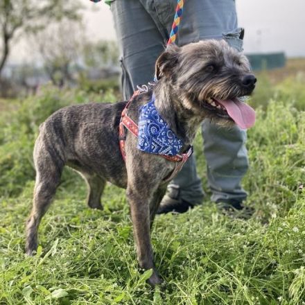 Rüde Bruno / kastriert / derzeit noch in Griechenland