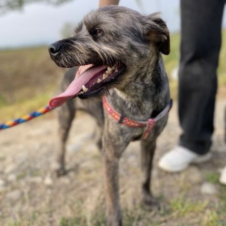 Rüde Bruno / kastriert / derzeit noch in Griechenland