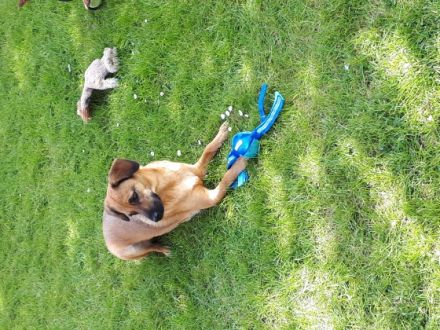 Luna, Liebe Hundefreunde. Ich suche ein neues,