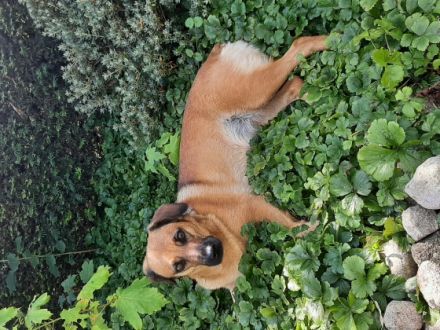 Luna, Liebe Hundefreunde. Ich suche ein neues,