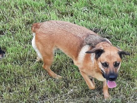 Luna, Liebe Hundefreunde. Ich suche ein neues,