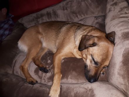 Luna, Liebe Hundefreunde. Ich suche ein neues,