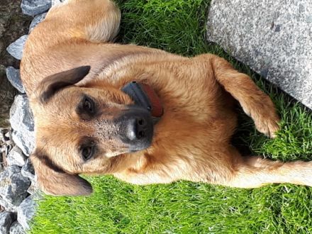 Luna, Liebe Hundefreunde. Ich suche ein neues,