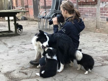 Wir züchten eine Mischung aus Arbeitslinie und