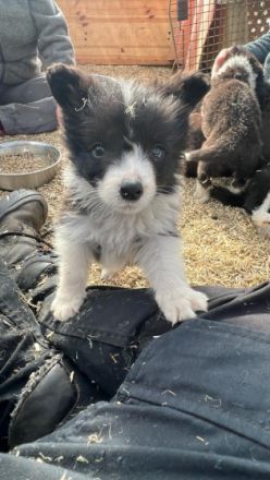 Wir züchten eine Mischung aus Arbeitslinie und