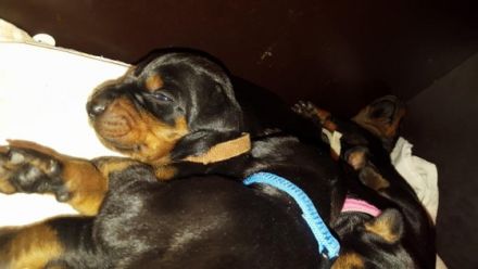 Dobermann, Welpen