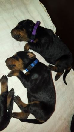 Dobermann, Welpen