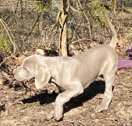 Verspielte kleine Weimaranerwelpen suchen ein Zuhause.