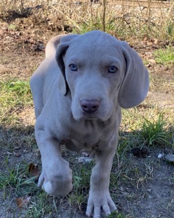 Verspielte kleine Weimaranerwelpen suchen ein Zuhause.