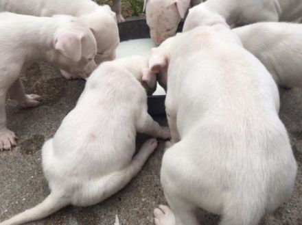 Hallo. Diese suchen demnächst ein liebevolles zu Hause.