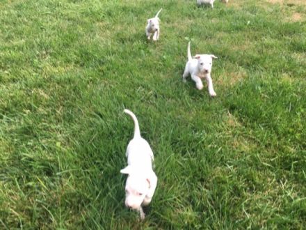 Hallo. Diese suchen demnächst ein liebevolles zu Hause.