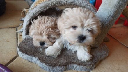 Meine Hündin Villa hat am 1.06..23 einen Wurf von 2