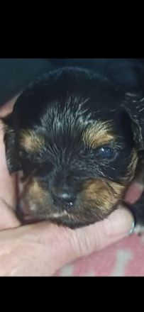 Meine Hündin Villa hat am 1.06..23 einen Wurf von 2