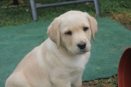 Am 05.02.2022 hat unsere liebe Labradorhündin ihre