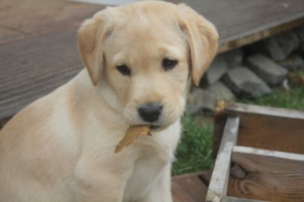 Am 05.02.2022 hat unsere liebe Labradorhündin ihre