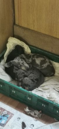 Zwergdackelwelpen 1x Puppe, 3x Junge, geimpft, entwurmt