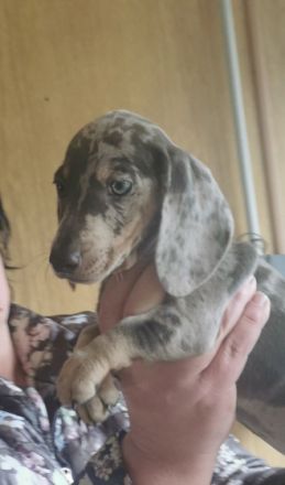 Zwergdackelwelpen 1x Puppe, 3x Junge, geimpft, entwurmt