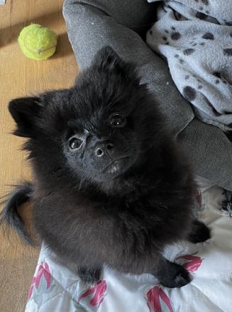 Aus unserem Wurf (4 Welpen, geboren 31.10.2021) ist nur