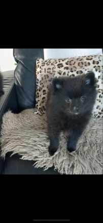 Aus unserem Wurf (4 Welpen, geboren 31.10.2021) ist nur