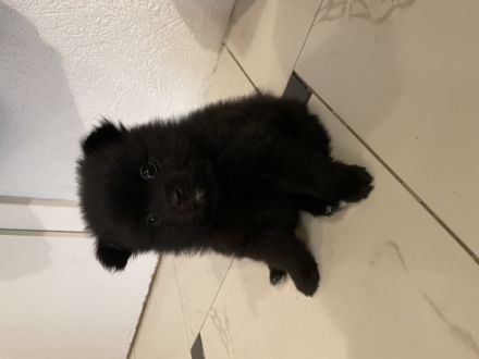 Aus unserem Wurf (4 Welpen, geboren 31.10.2021) ist nur