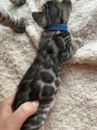 Unsere Snow Bengal Katze hat Ende Februar vier