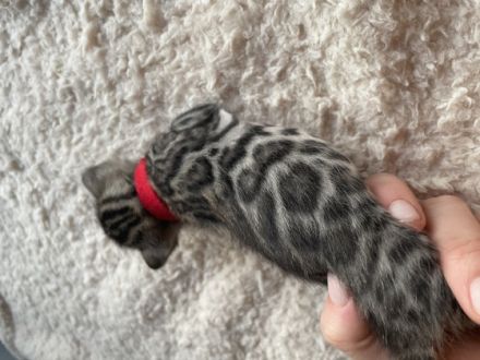 Unsere Snow Bengal Katze hat Ende Februar vier