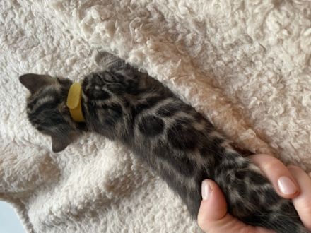 Unsere Snow Bengal Katze hat Ende Februar vier