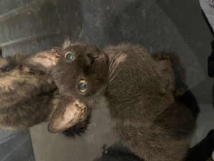 Zum verkauft stehen 2 tolle Babys. Die kleinen sind am